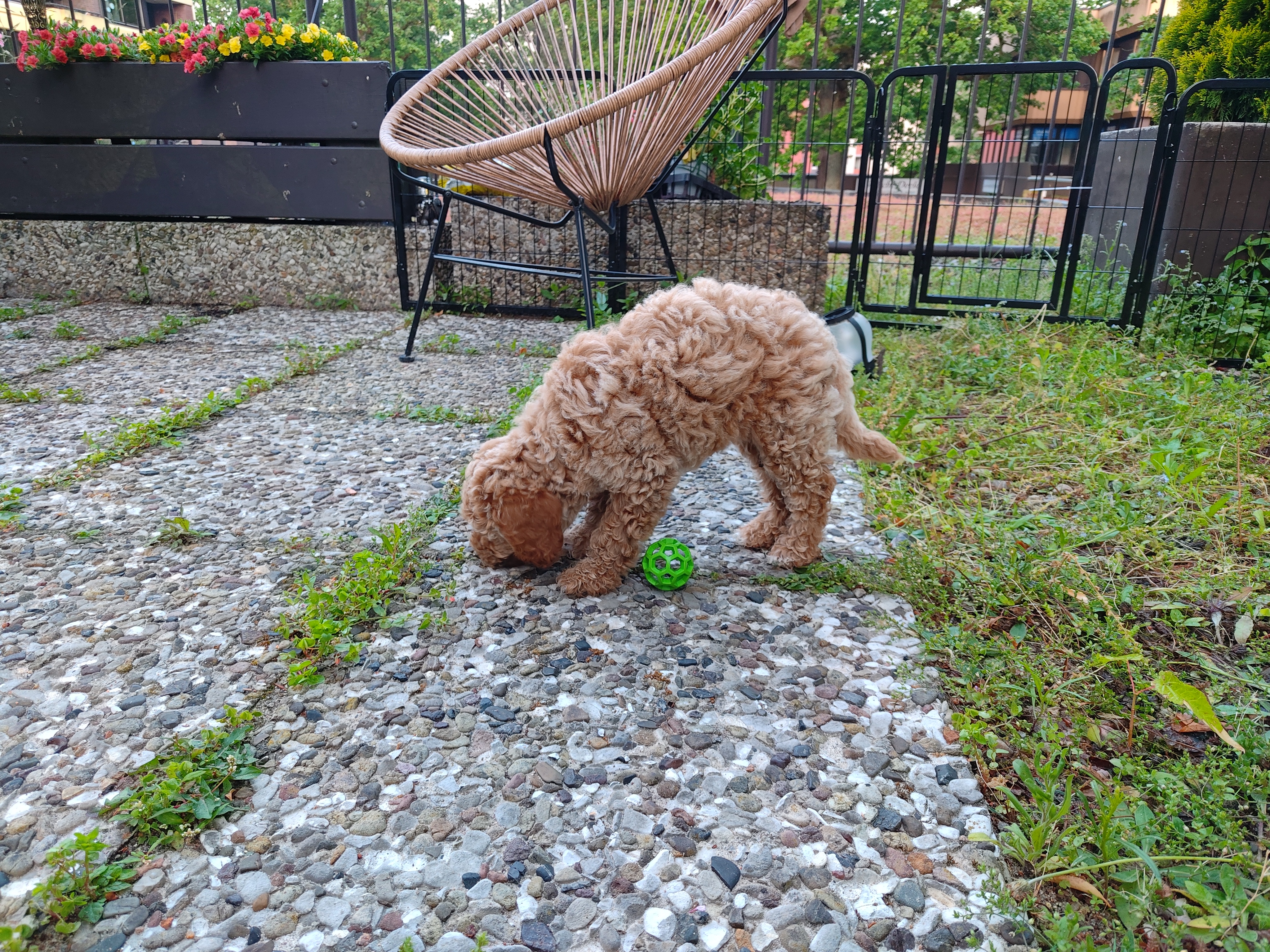 Polly spielt mit Ball
